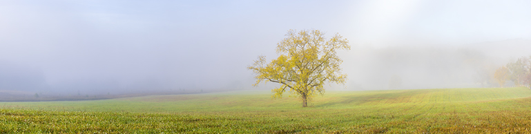 Fall Tree in Fog Smoky Mountain National Park
