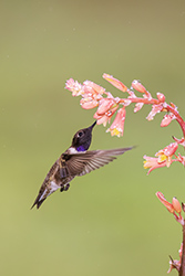 Black-chinned Hummingbird