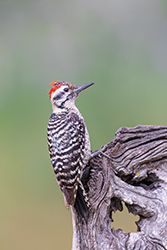 Ladder-backed Woodpecker