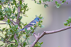 Lazuli Bunting 