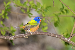 Painted Bunting