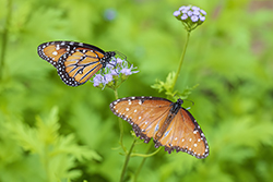 Queen Butterflies