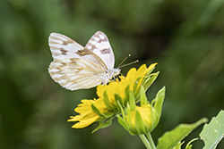 Checkered White 